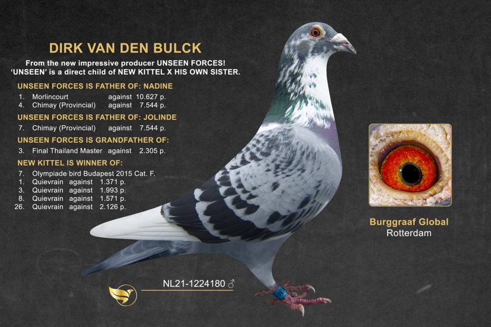 Herbots | Duif NL21-1224180