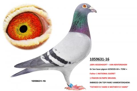A VENDRE PIGEONNIER VOLI RE visual data 2