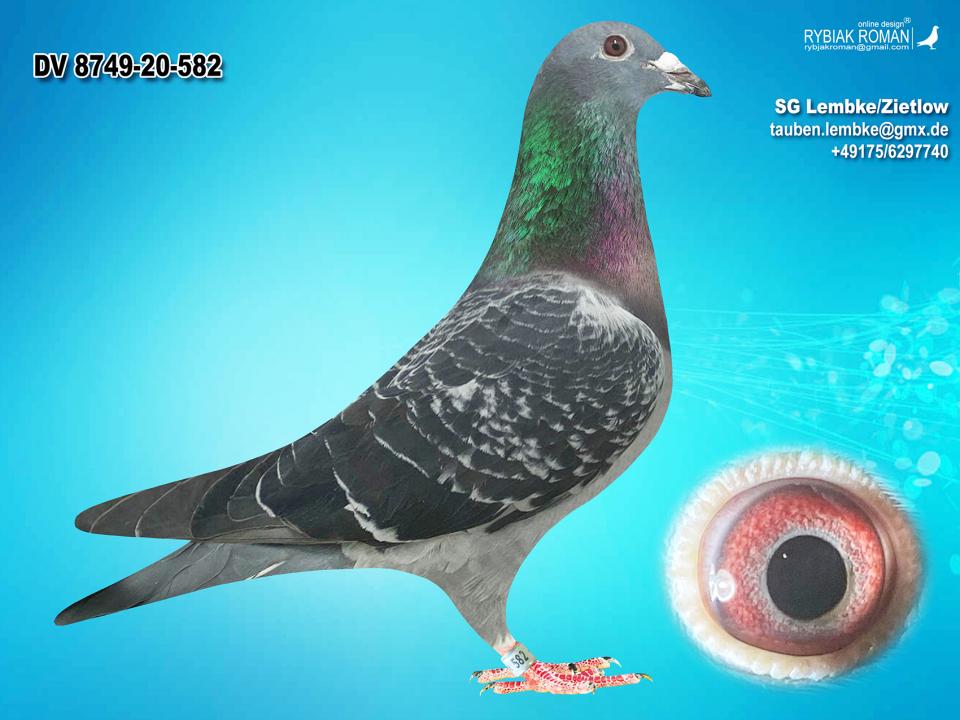 Herbots Pigeon DV874920582